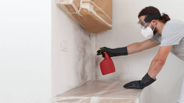 Professional Black Mold Remediation technician working in Brutus, MI