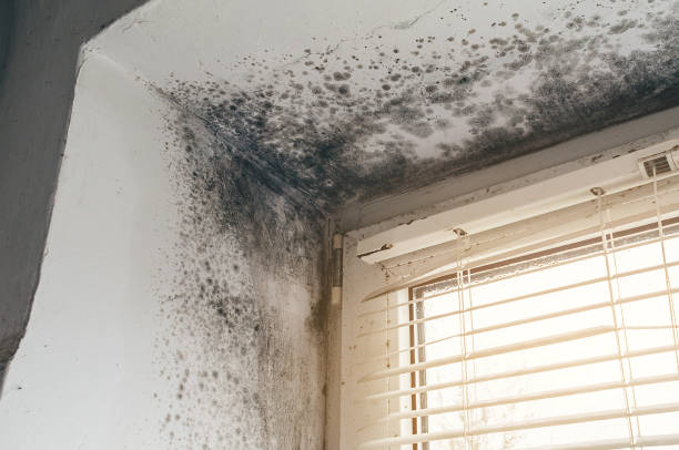 Affordable Black Mold Remediation solutions in Brutus, MI
